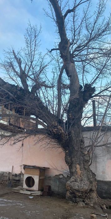 Тал, ағаш отынға тегін