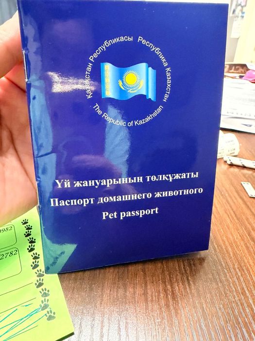Порода Бишон фризе