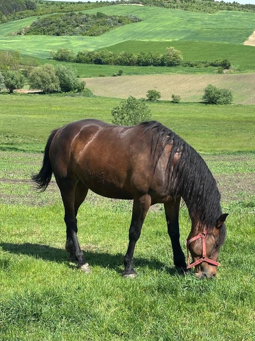 Iapă de vanzare