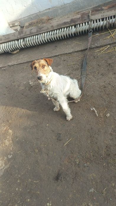 Фокстерьер сатылады рабочи