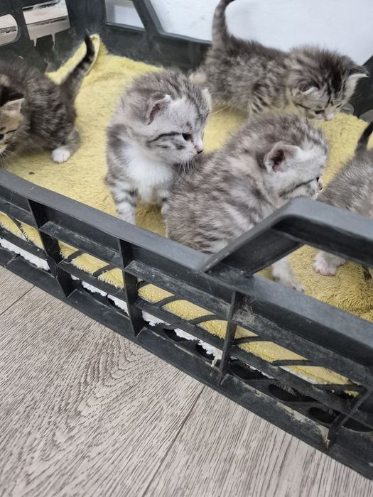 Котята породистые 1 мес