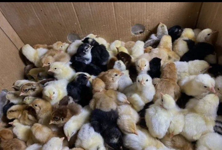 Продам домашних цветных цыплят