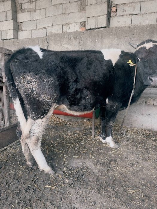 Сигир сотилади ёш икки марта туқан.