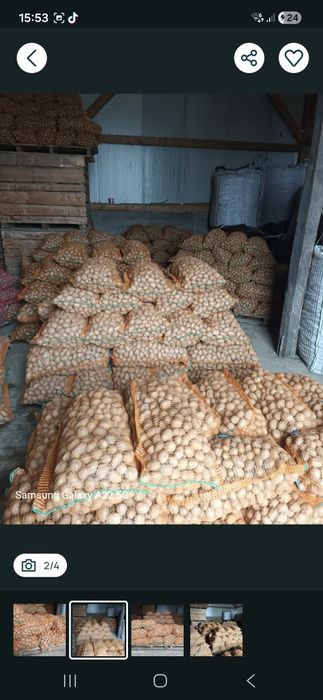 Cartofii de samanta  rosu si galben