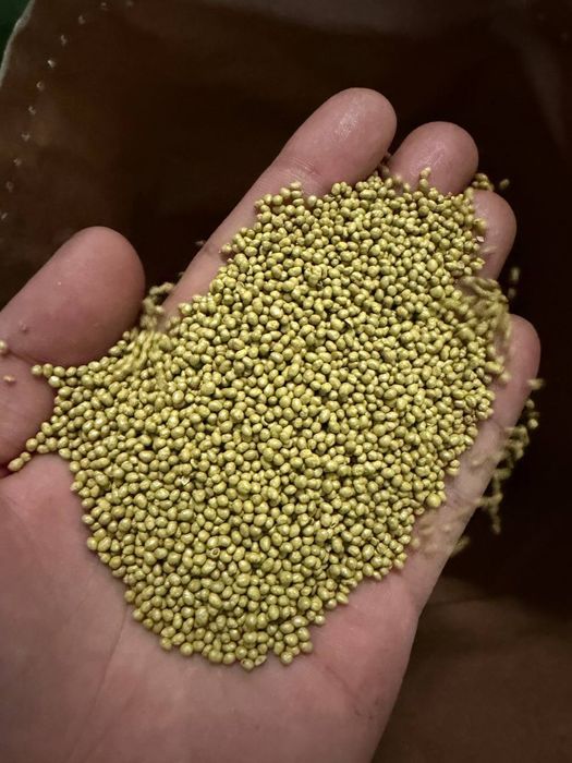 Beda urug’i TURKIY OPTIM