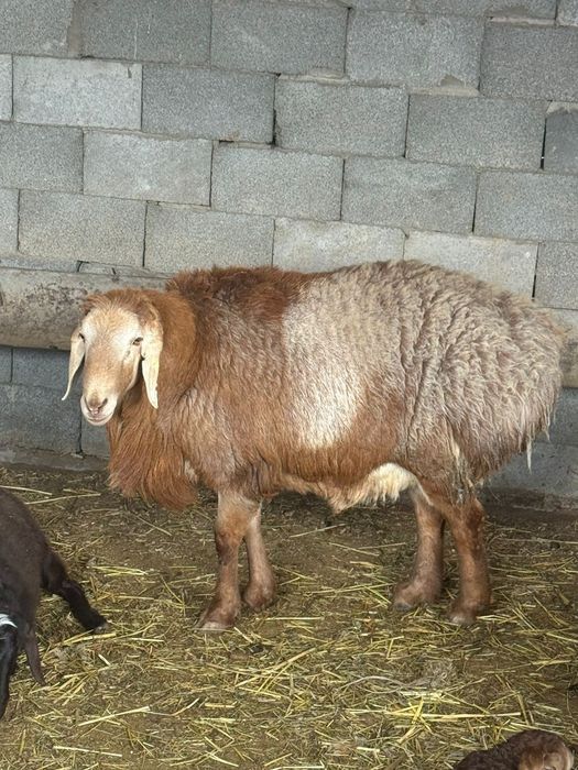 Продам кошкара 3 года