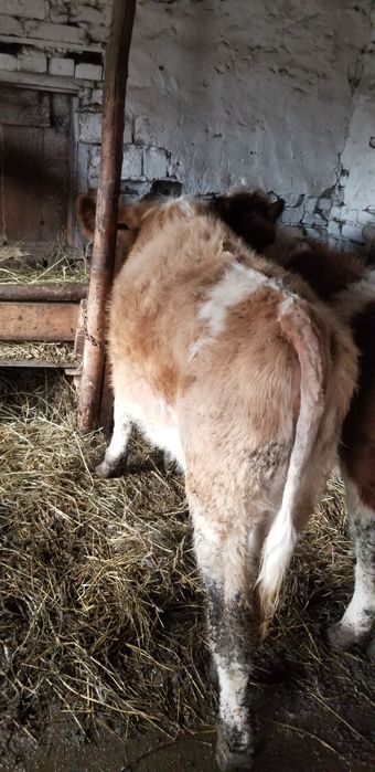 Vand vitele intarcate