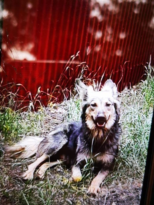 Отдам в добрые руки