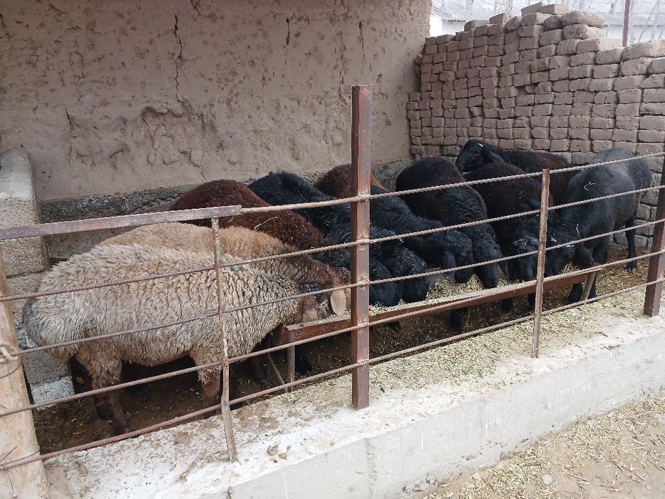 Qo‘choralar sotiladigan.