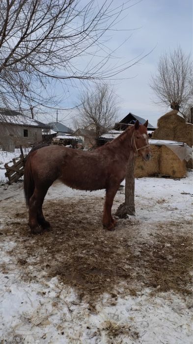 Продаяться кобыла порода