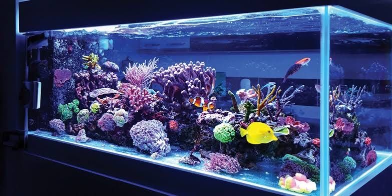 Akvarium tozalash hizmati