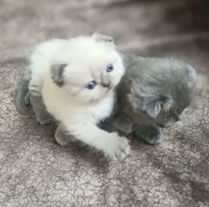 Котята скотиш фолд и страйт