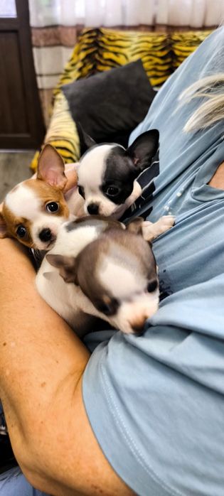 Акция! Продам # щенки# Чихуахуа 3 мальчика
