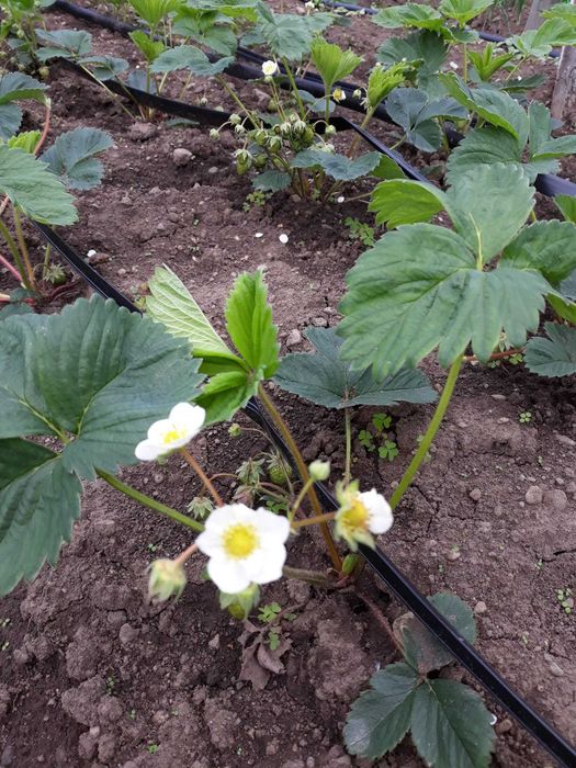 Vând stoloni/rasad căpșune Soi Remontant Albinon care fac rod tot anul