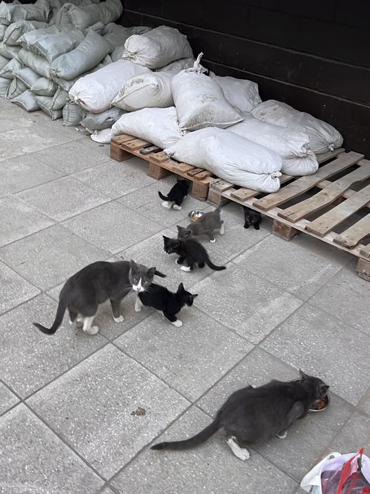 Котята в хорошие руки