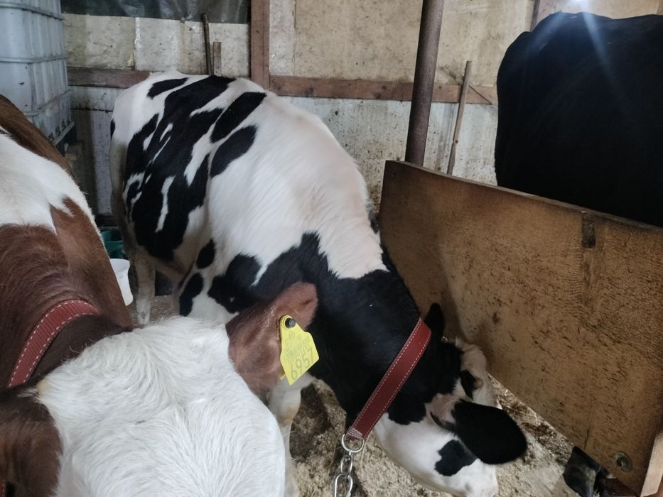 De vânzare vitele și tăurași
