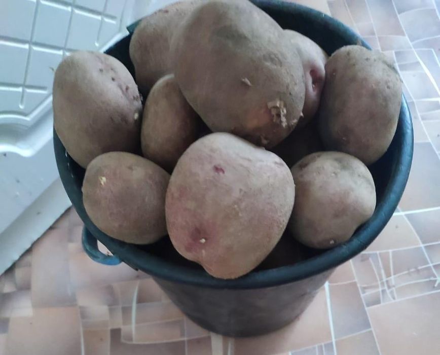 Домашний картофель