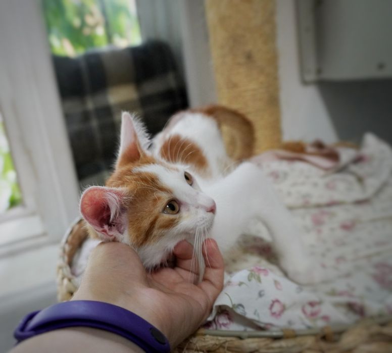 Pisicul Brain o să-ți însenineze viața dacă îl adopți