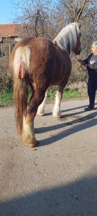 De vânzare o mânză