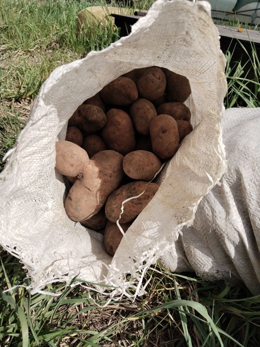 Продам картошку  крупная / мелкая