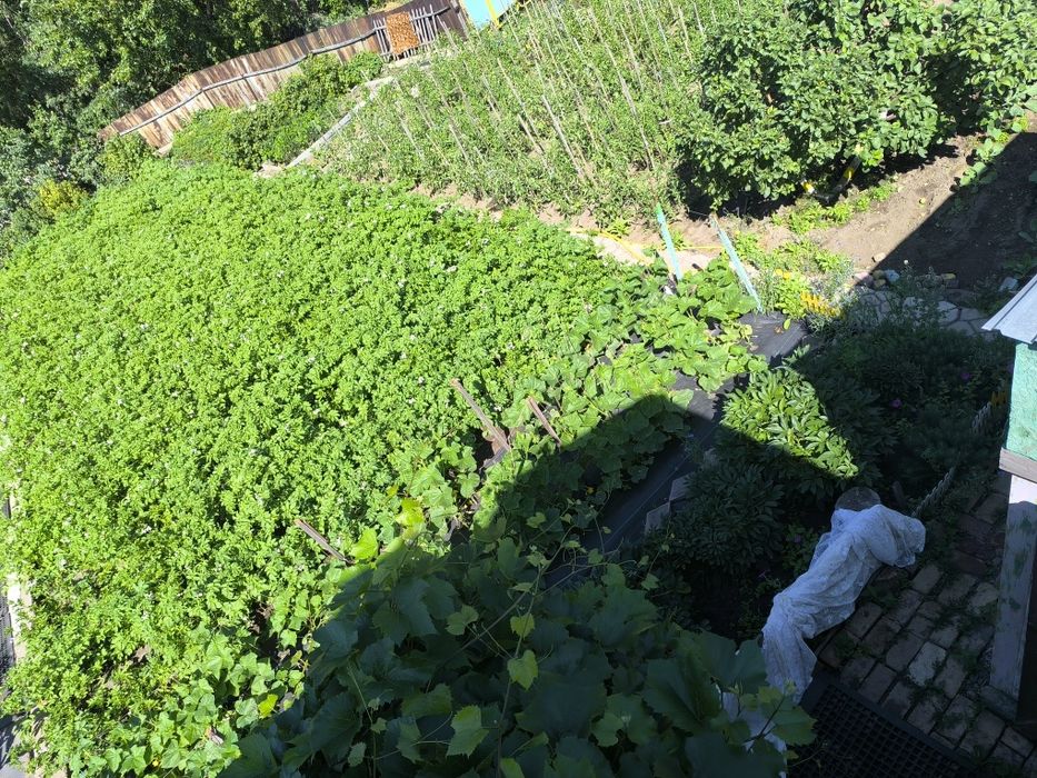 Продажа дачи, приватизированая