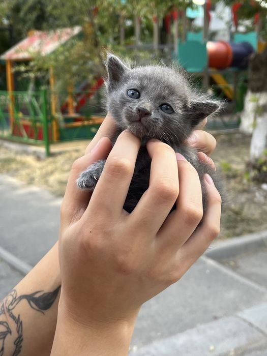 Серый котенок ШЫМКЕНТ