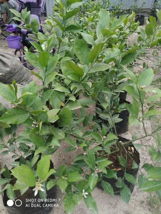 Sifatli yetishtirilgan ertapishar limon kochatlari