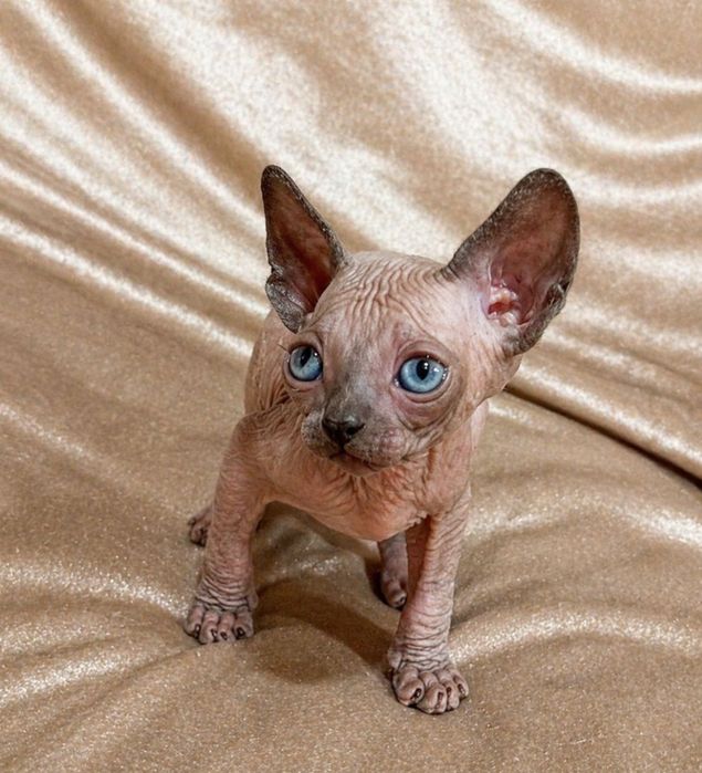 Сфинкс канадский  2 месяца