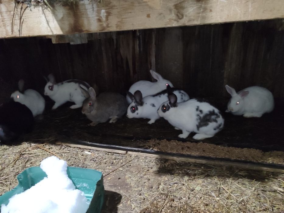 Продам кроликов , кролы и крольчихи .