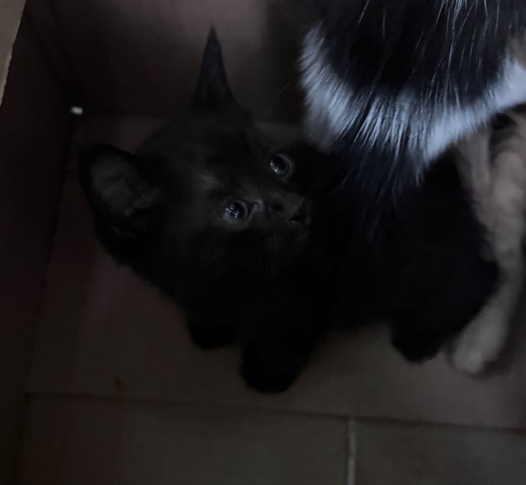 Котята в хорошие руки