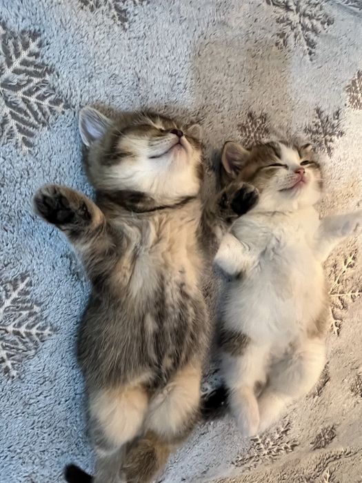Отдаю котят в добрые руки