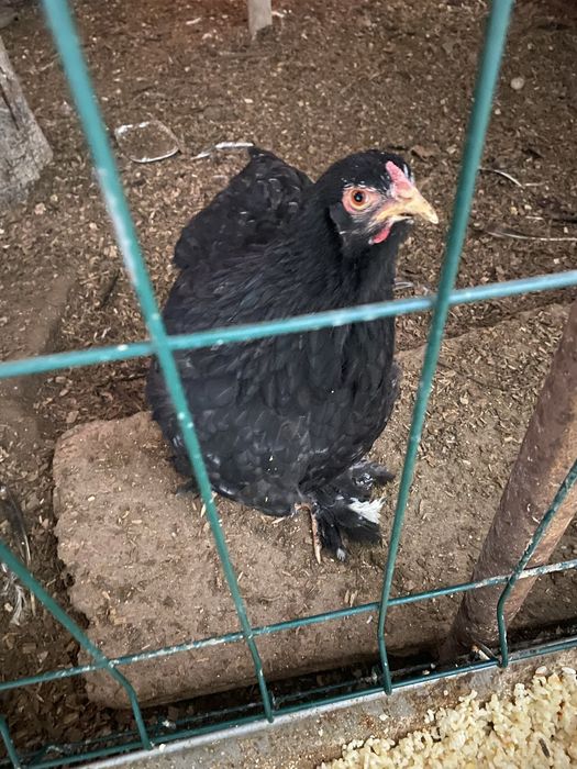 Sotiladi brama Horoz va tovuqlari