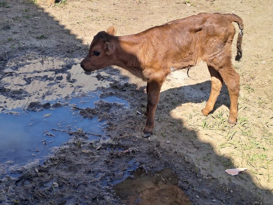 Телёнок 3 дневный