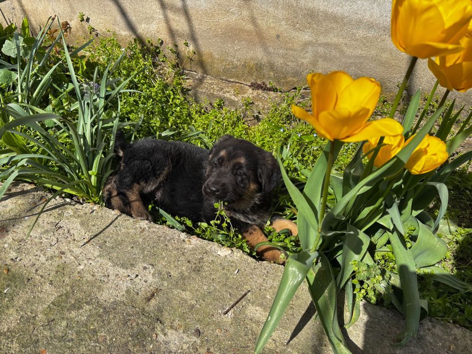 Чистокръвни немски овчарки