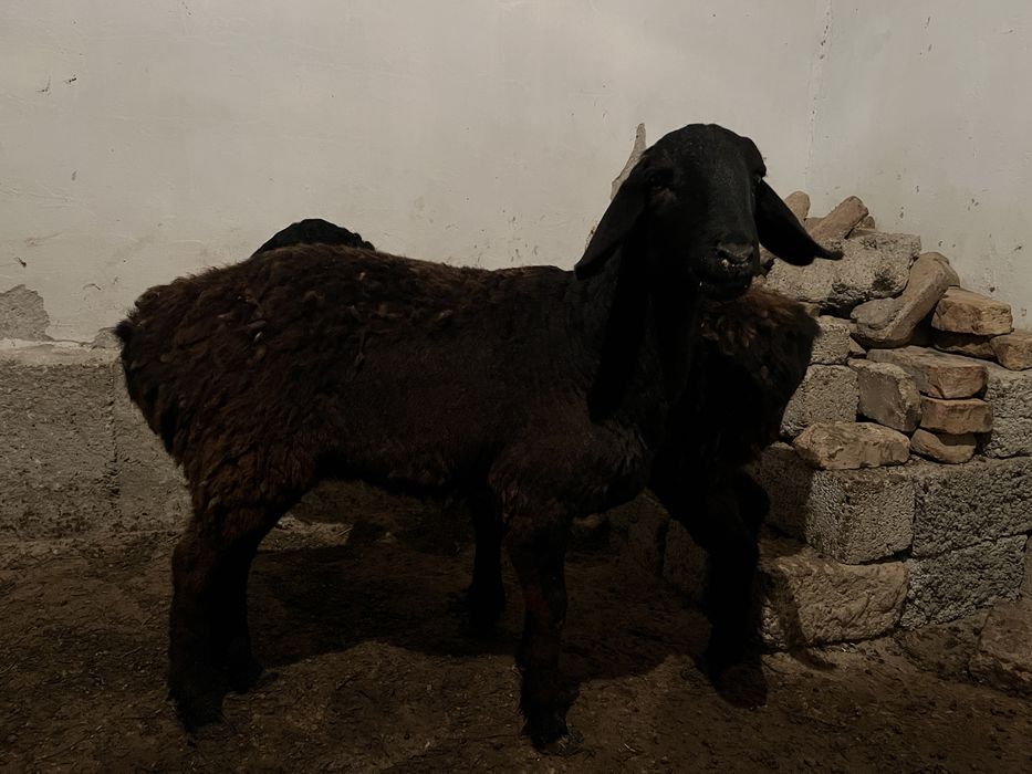 Қозы және буаз қой