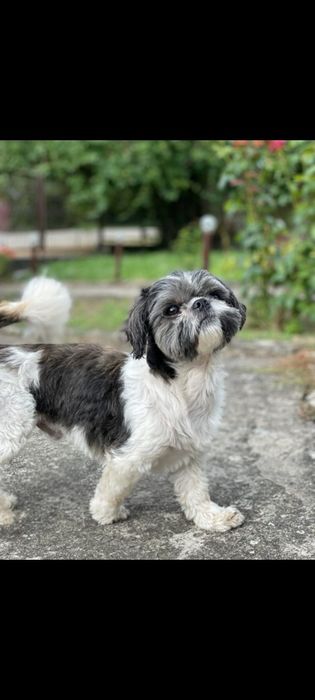 Pui Shih Tzu de vânzare