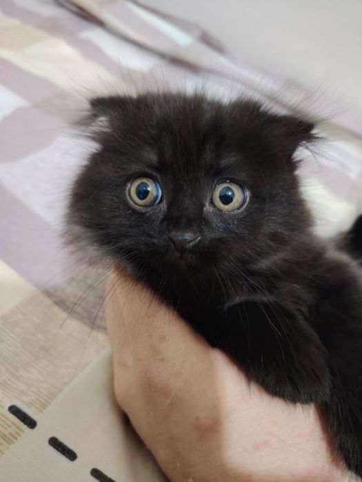 Navoiy shahrida scottish fold mushuklari sotiladi
