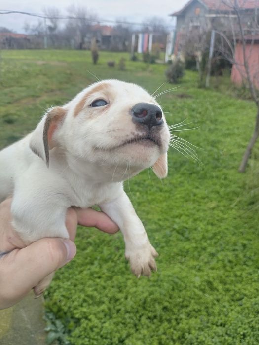 Джак Ръсел Териер Мини