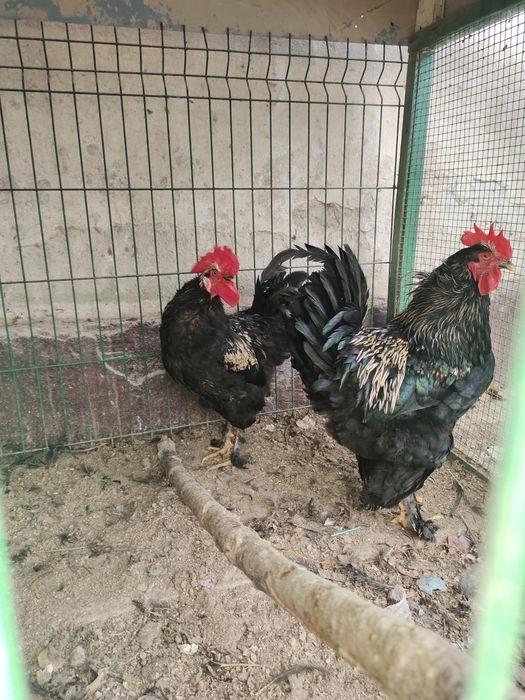 2 та хурозлар сотилади