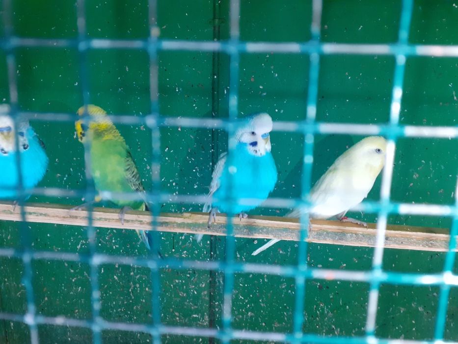 Crescator vand perusi reproducatori normali si standard