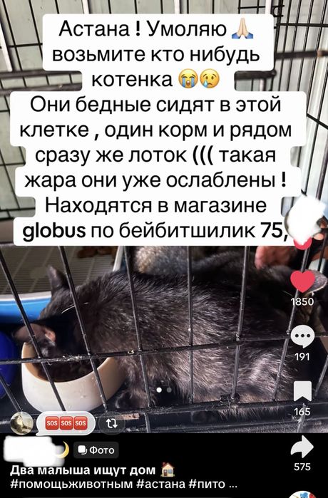 Помогите найти дом котятам!!!