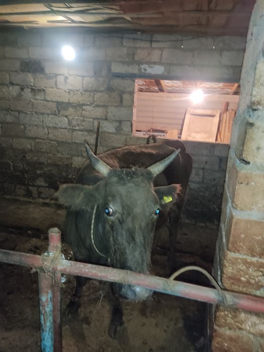 Буаз сиыр сатылады