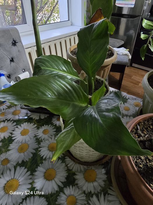 Продам цветы не дорого