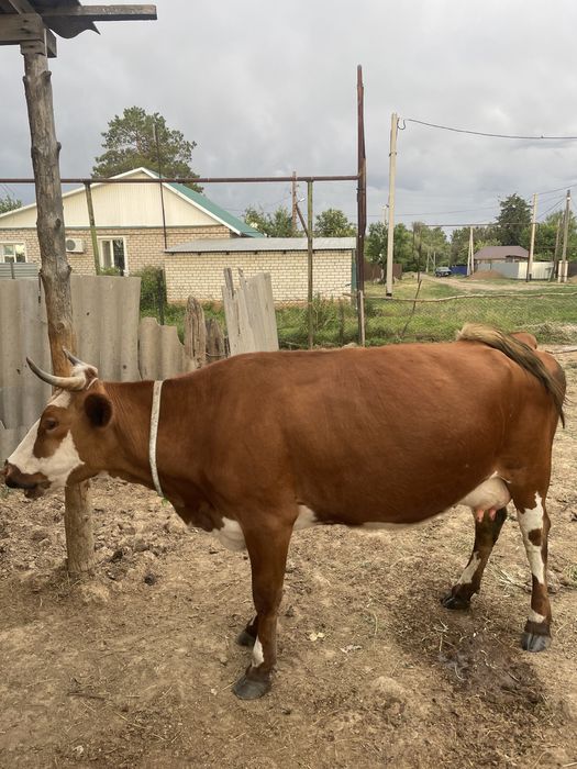 Продам корову молочную