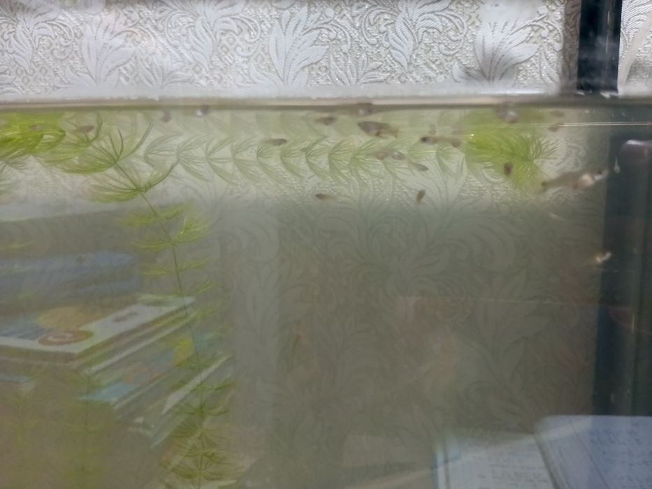 Продам мальков гуппи