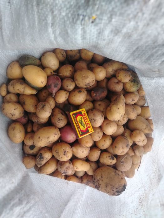 Продам картофель мелкий сорт Галла
