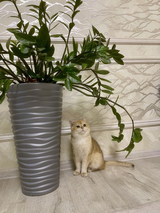 vyazkaga britanskaya zalataya shinshilla 1,5 yosh soglom emlangan