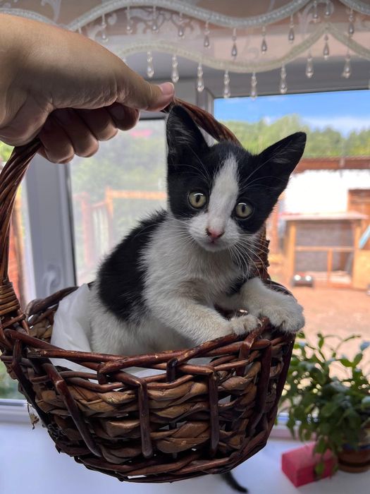 Котята в заботливые руки