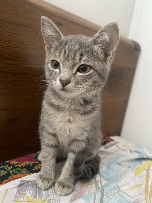 Котенок 3 месяца, девочка