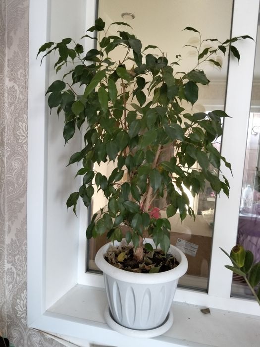 Фикус Бенджамина комнатный цветок